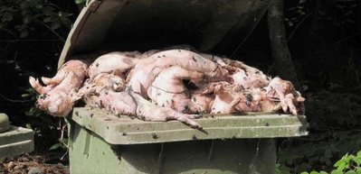 DEMONSTRATION: HVEM PASSER PÅ GRISENE? STOP GRISENES LIDELSER!!! // WHO PROTECTS THE PIGS?? STOP THEIR SUFFERING!!!