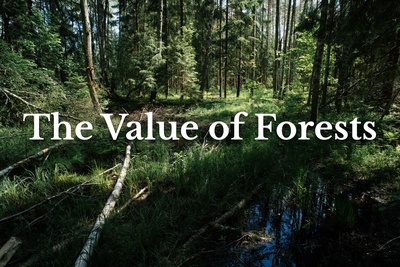 Denmark is not a green pioneer!! Film screening of 'The Value of Forests'