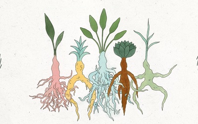 ROOTED festival